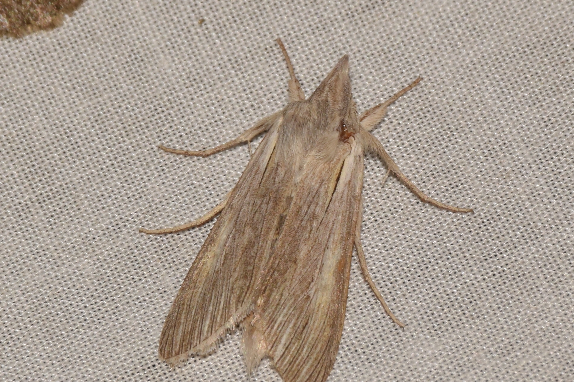 Cucullia balsamitae - homoki csuklyásbagoly