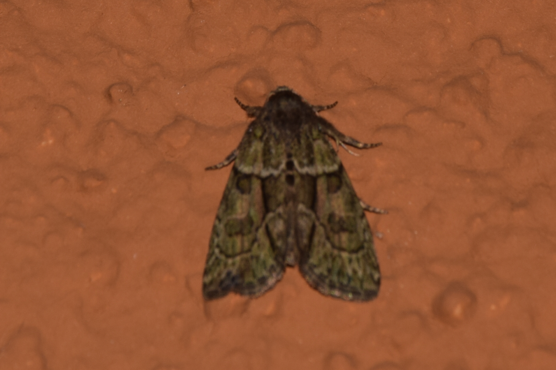 Cryphia fraudatricula - homoki zuzmóbagoly