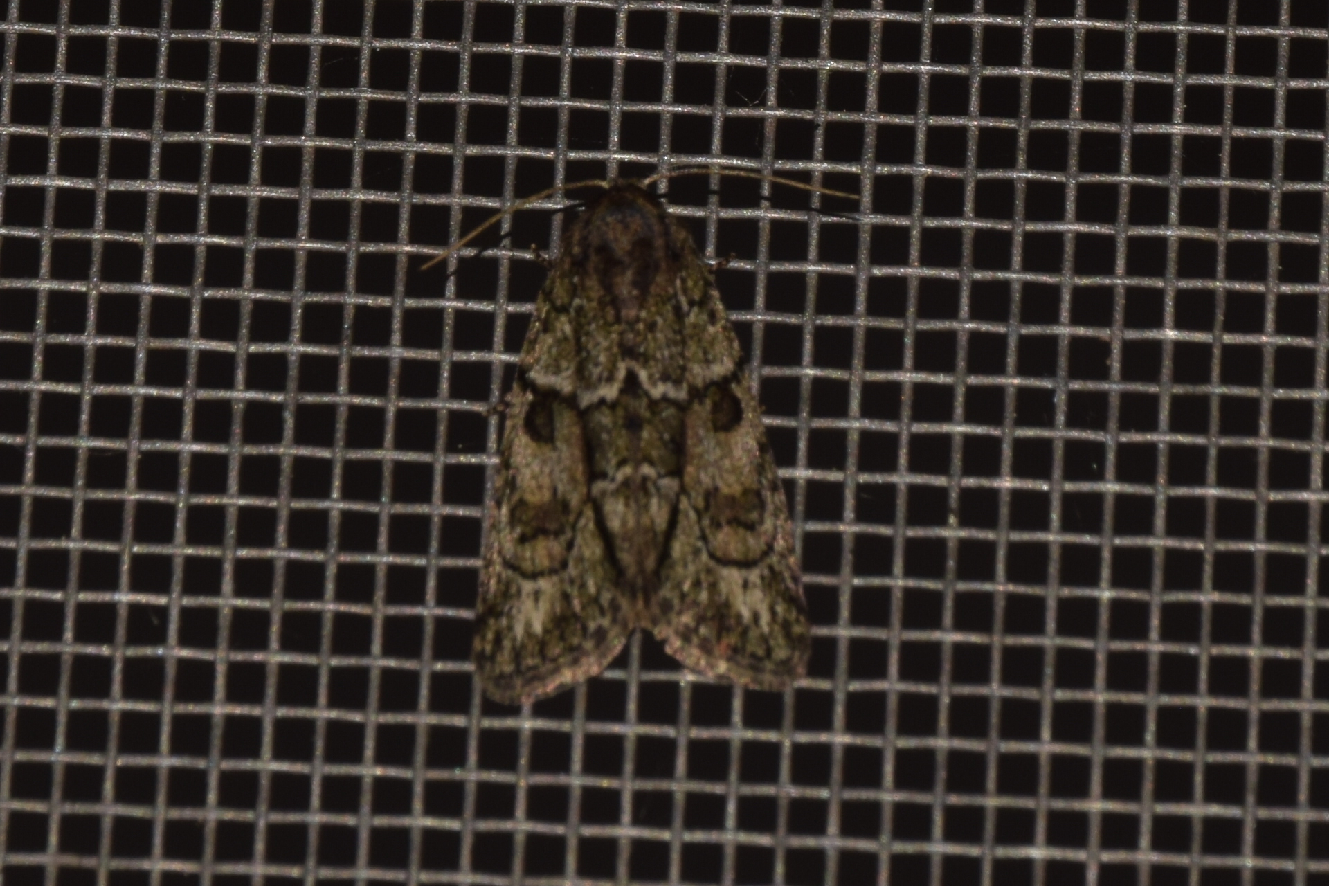 Cryphia fraudatricula - homoki zuzmóbagoly