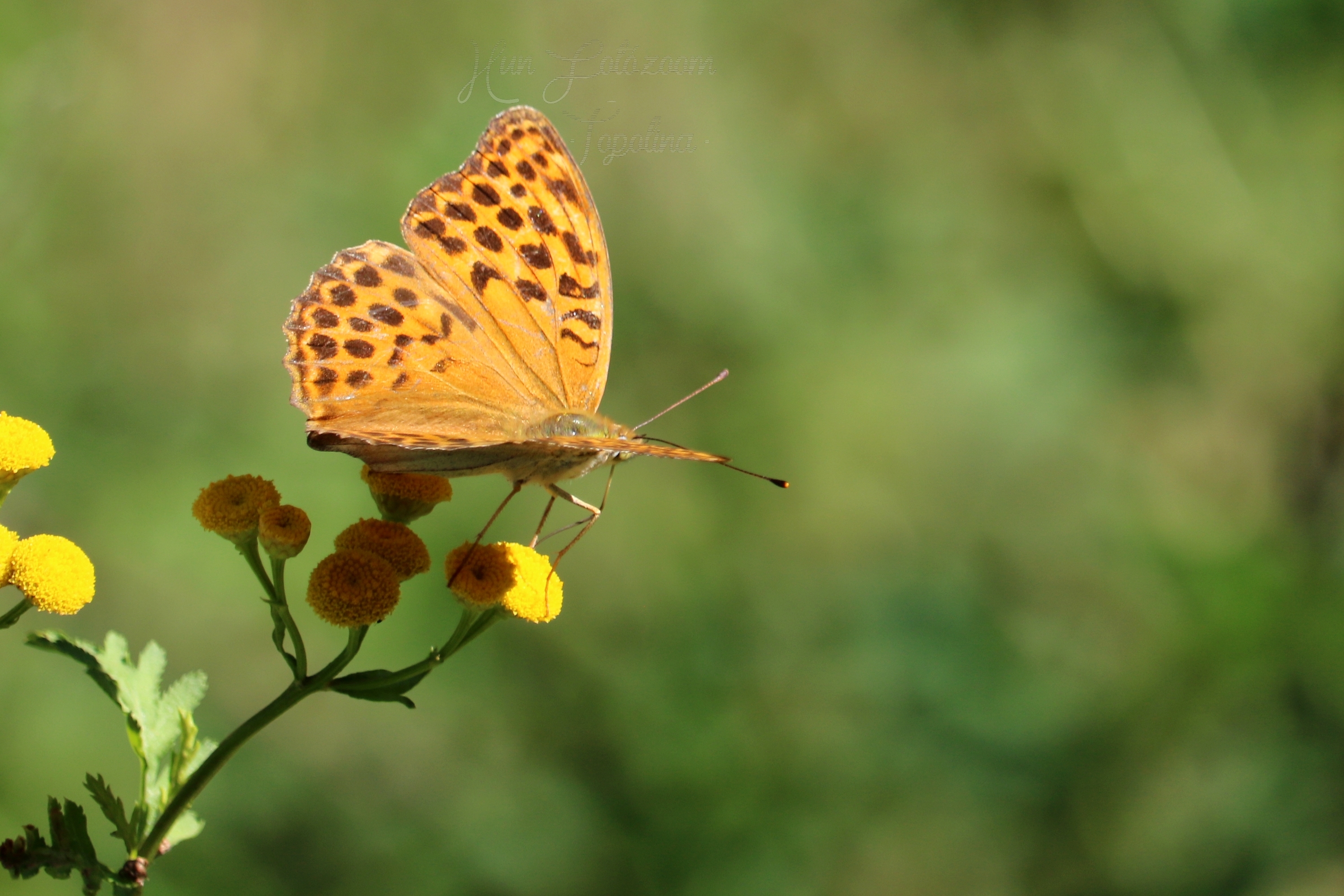 Argynnis paphia - nagy gyöngyházlepke