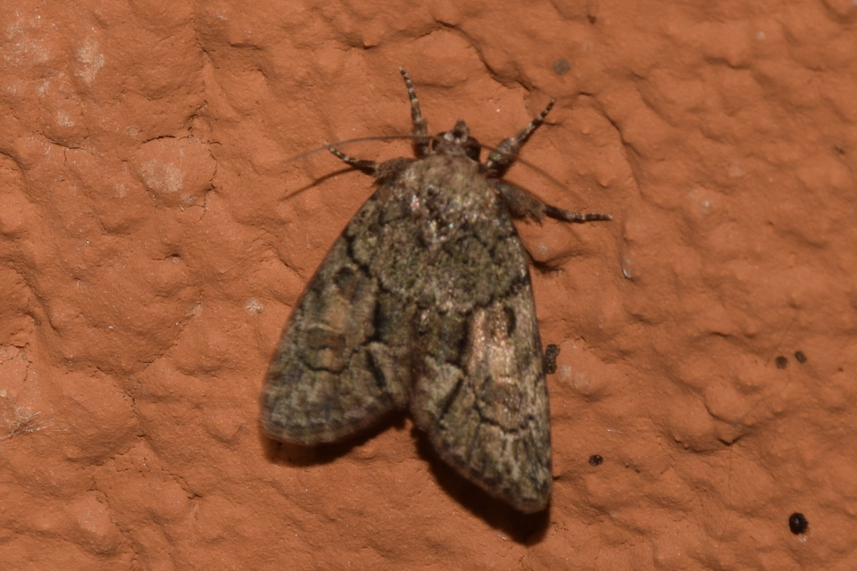 Cryphia fraudatricula - homoki zuzmóbagoly