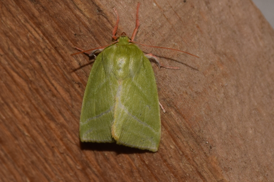 Pseudoips prasinana - bükkfa-zöldbagoly