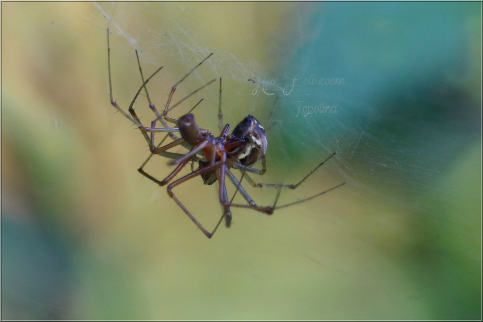 Linyphia triangularis - háromszöges vitorláspók