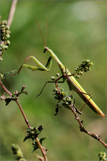Mantis religiosa - imádkozósáska