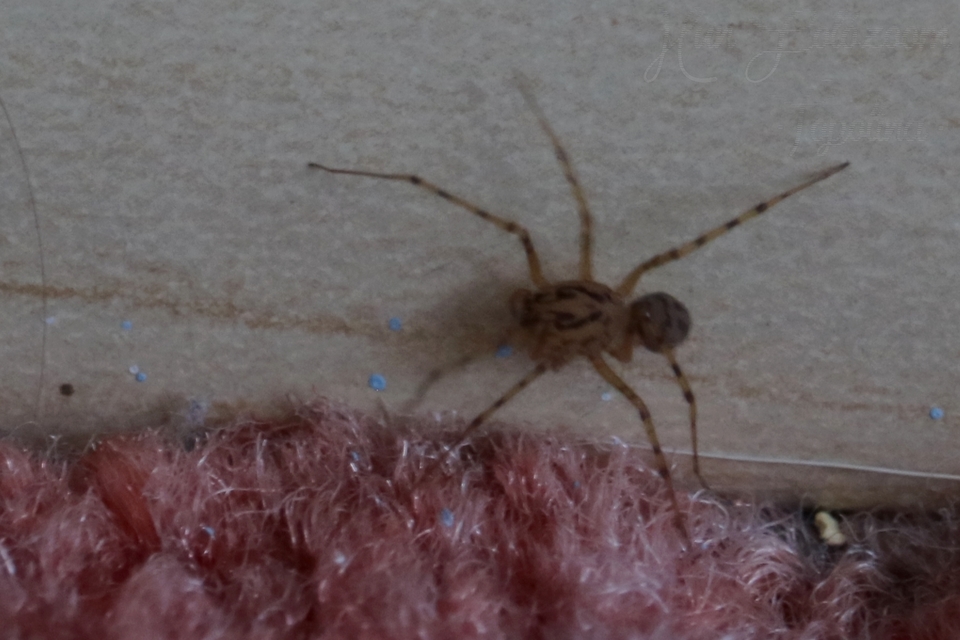 Scytodes thoracica - közönséges csupaszpók