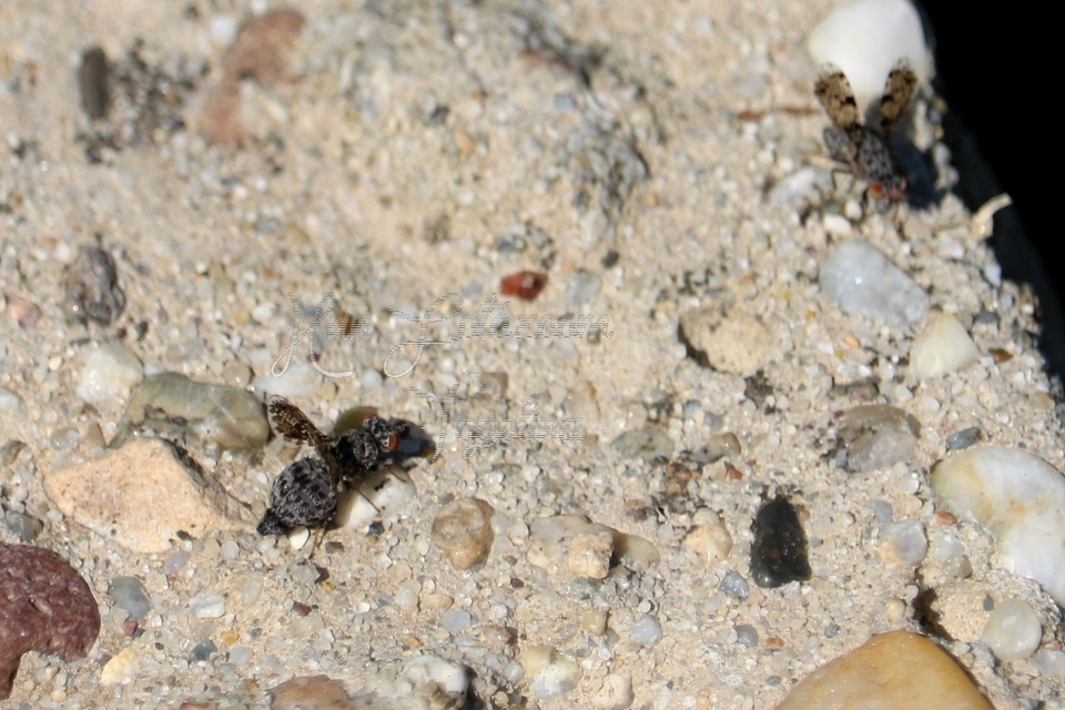 Callopistromyia annulipes - pávalégy