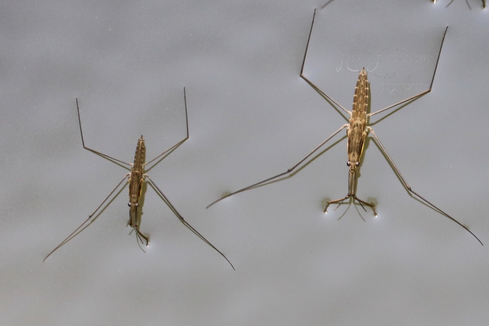 Gerridae - molnárpoloskák