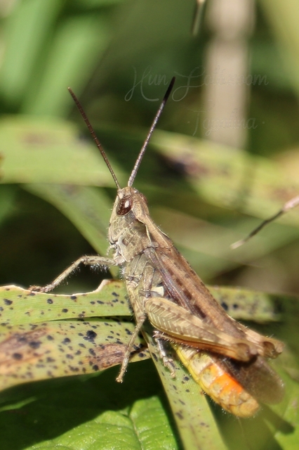 Chorthippus brunneus - közönséges tarlósáska