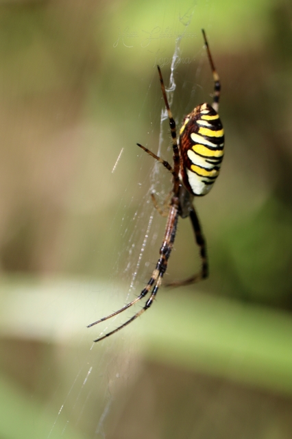 Argiope bruennichi - darázspók