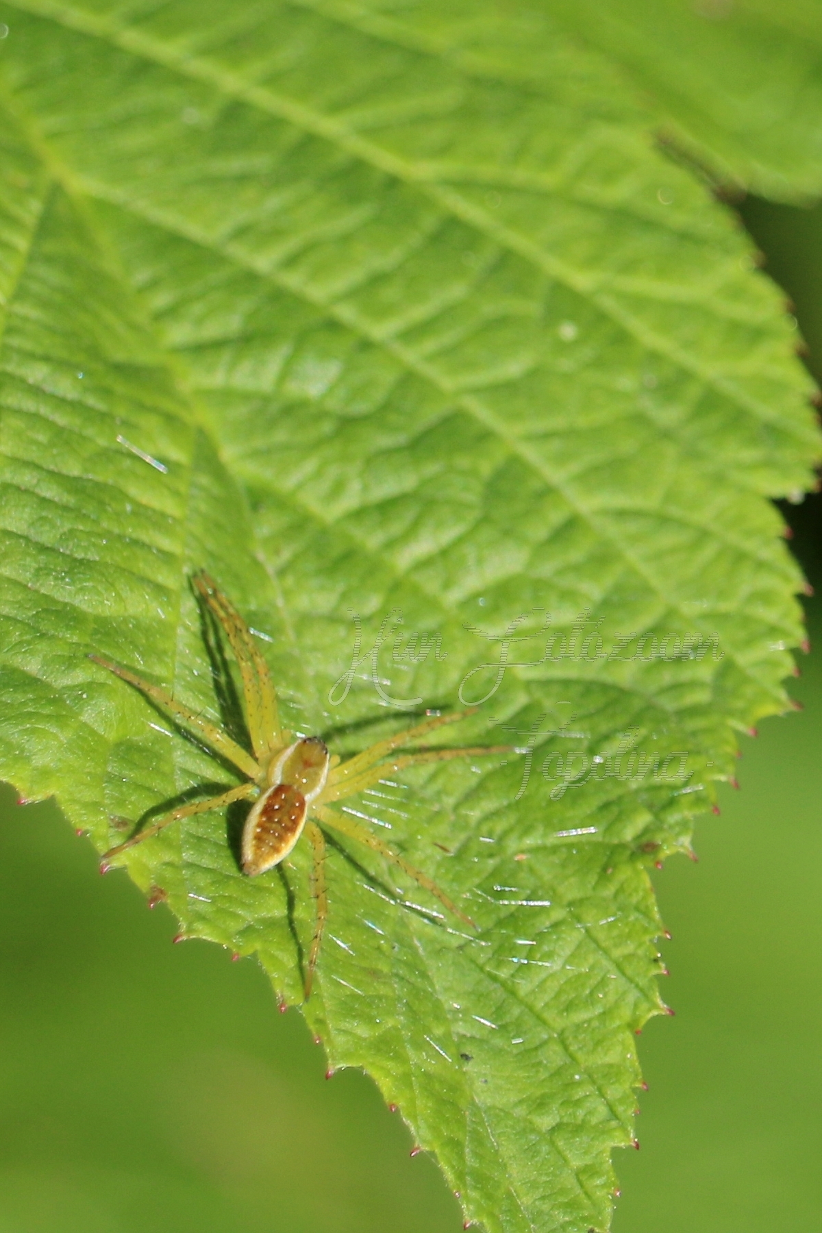 Dolomedes plantarius/fimbriatus