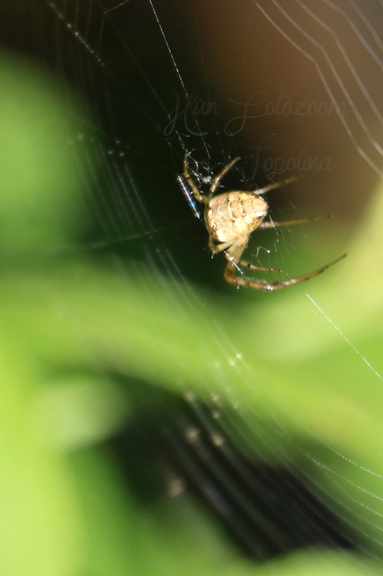 Metellina segmentata/mengei