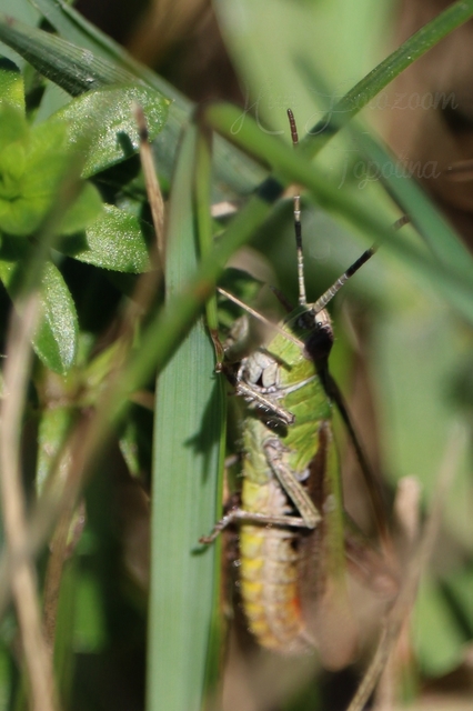 Stenobothrus lineatus - jajgató rétisáska