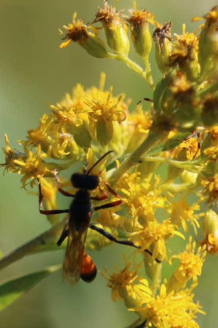 Ammophila heydeni - vöröslábú hernyóölődarázs