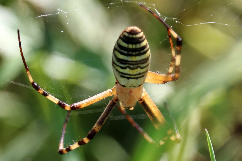 Argiope bruennichi - darázspók