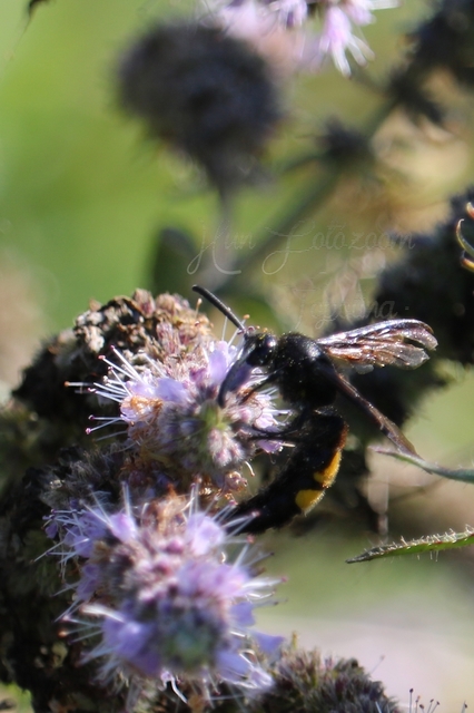 Megascolia maculata - óriás-tőrösdarázs