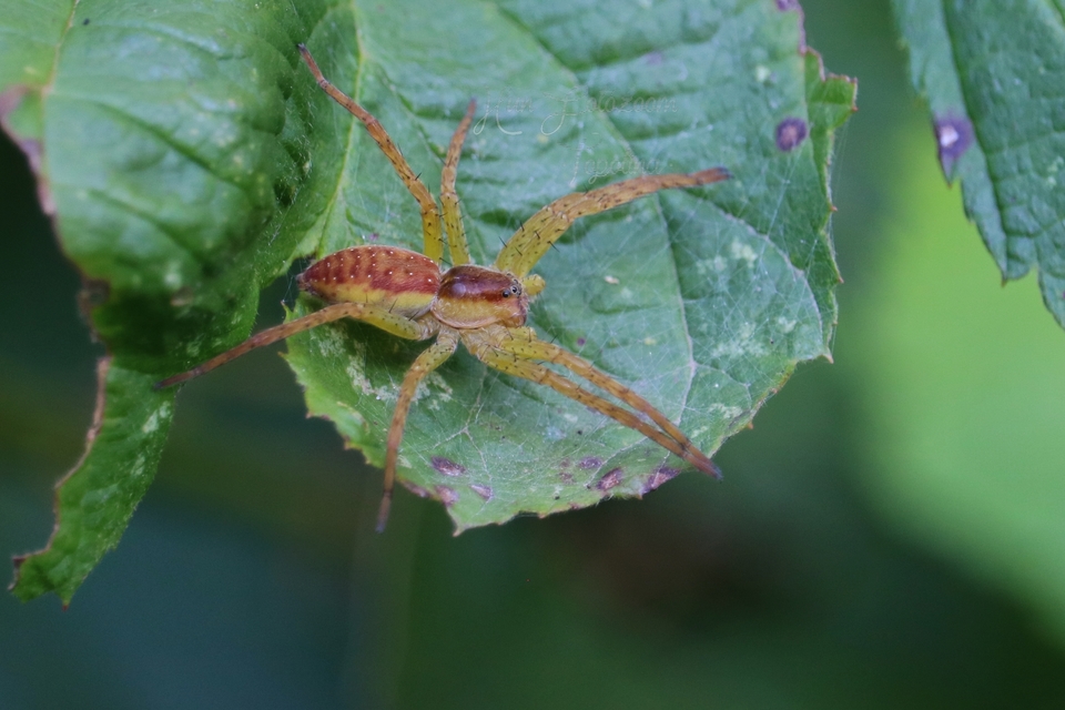 Dolomedes plantarius/fimbriatus