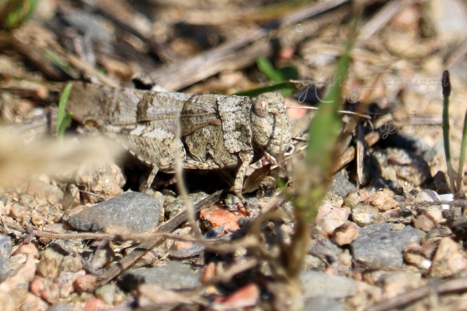 Oedipoda caerulescens - kékszárnyú sáska