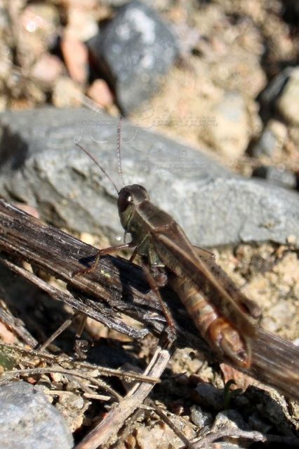 Calliptamus italicus - olaszsáska