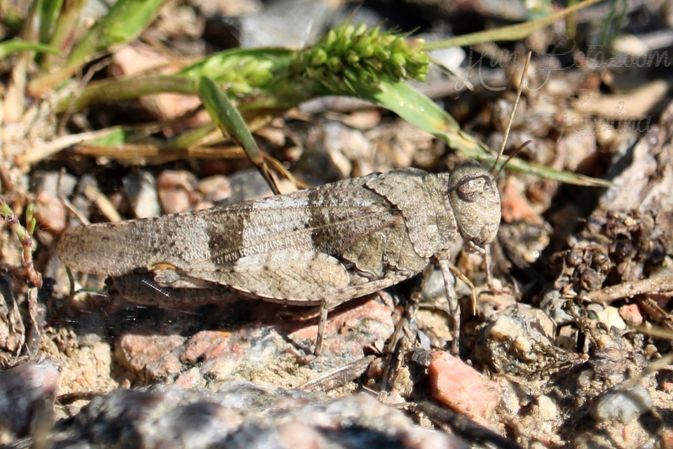 Oedipoda caerulescens - kékszárnyú sáska