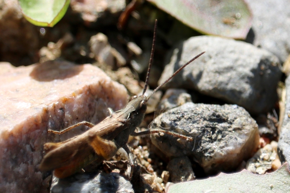 Chorthippus biguttulus - zengő tarlósáska