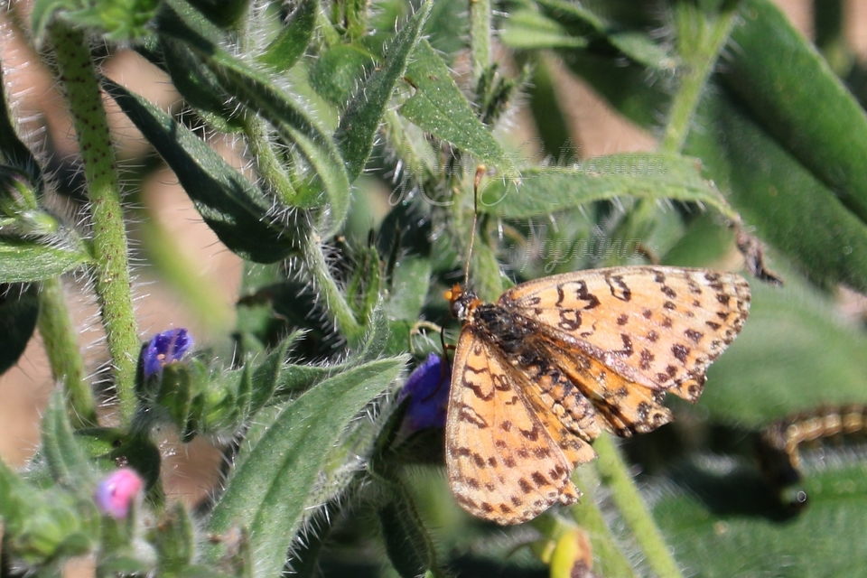 Melitaea didyma - tüzes tarkalepke