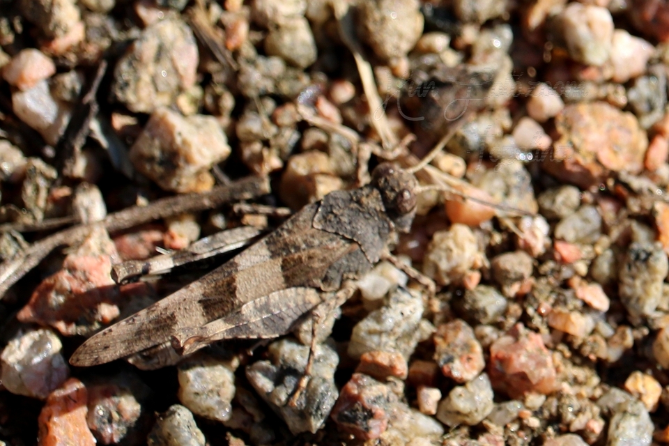 Oedipoda caerulescens - kékszárnyú sáska