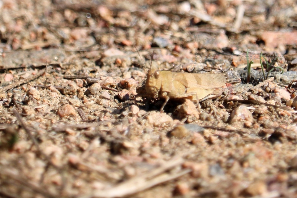 Oedipoda caerulescens - kékszárnyú sáska