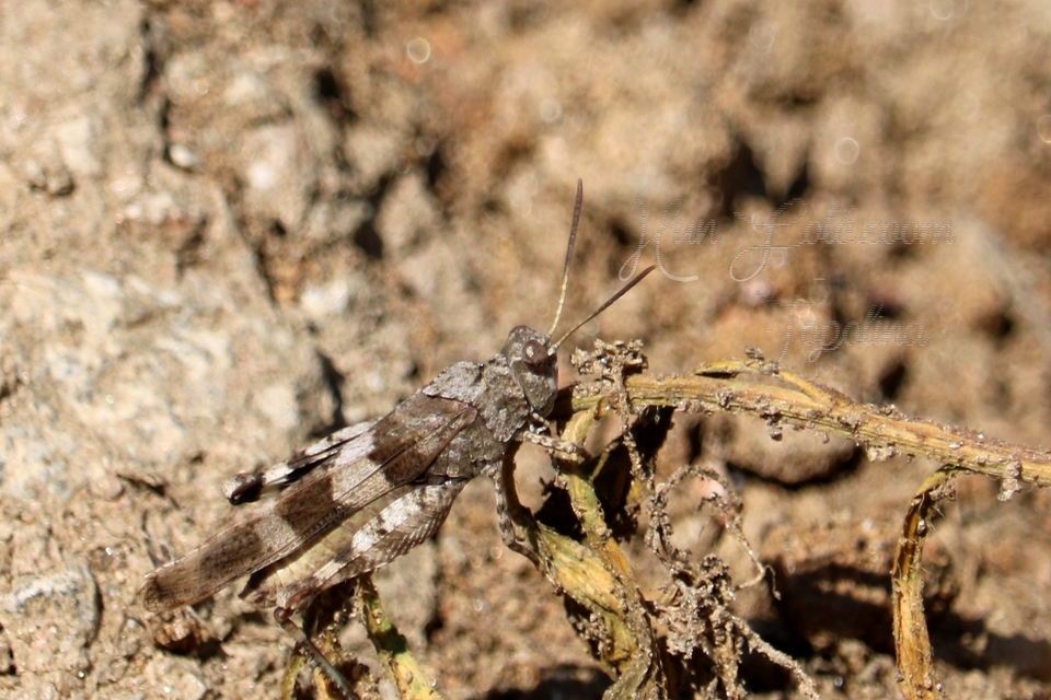 Oedipoda caerulescens - kékszárnyú sáska