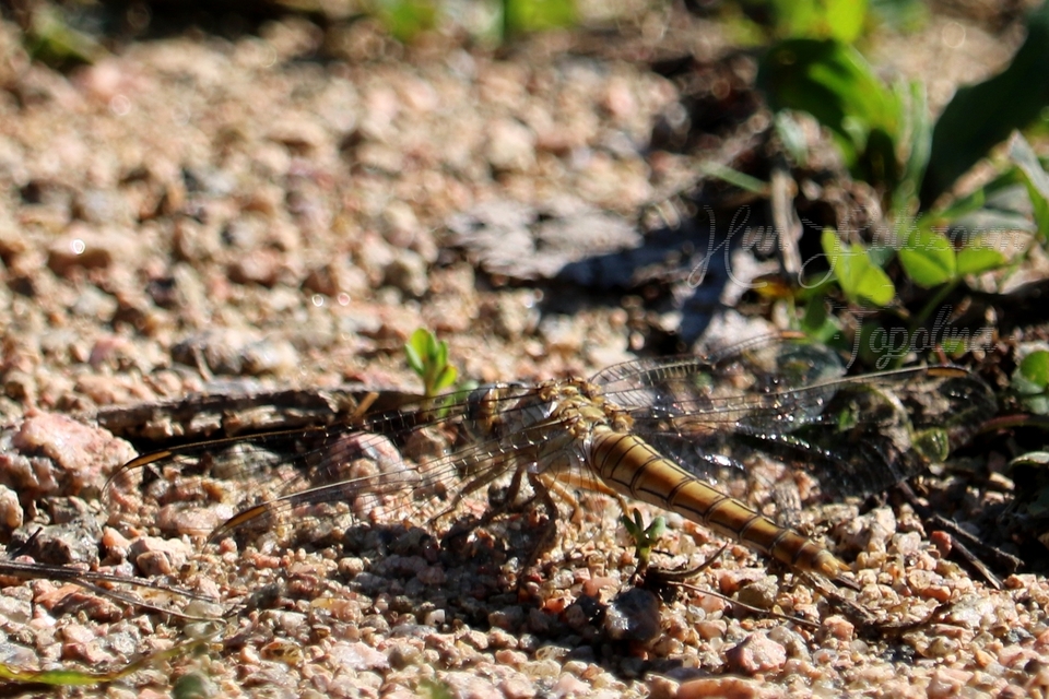 Orthetrum brunneum - pataki pásztorszitakötő