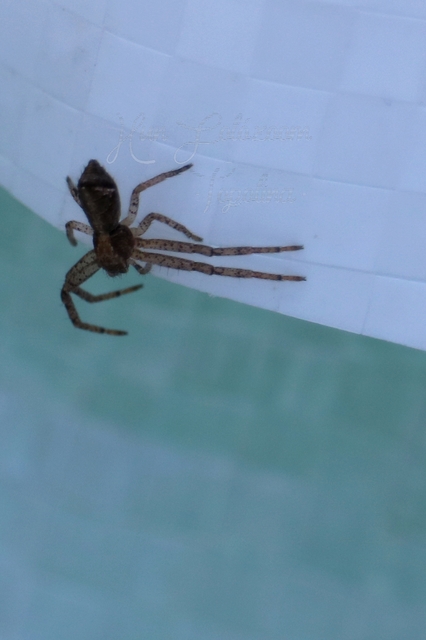 Tmarus