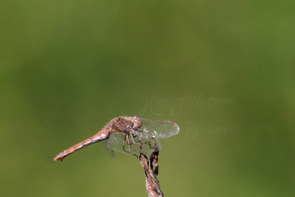 Sympetrum vulgatum - barkós katona-szitakötő