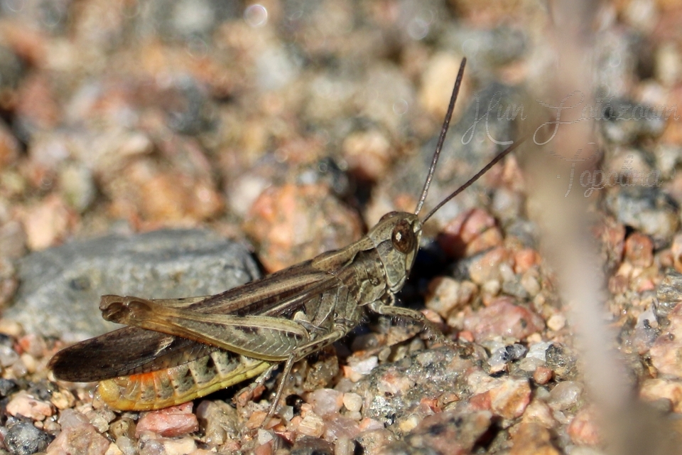 Chorthippus brunneus - közönséges tarlósáska