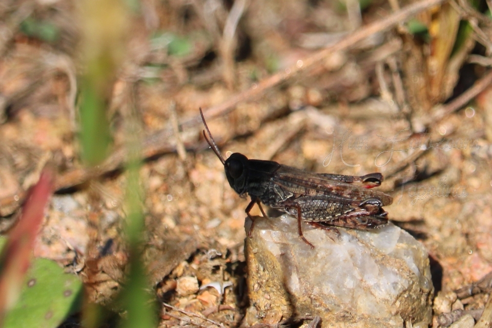 Calliptamus italicus - olaszsáska