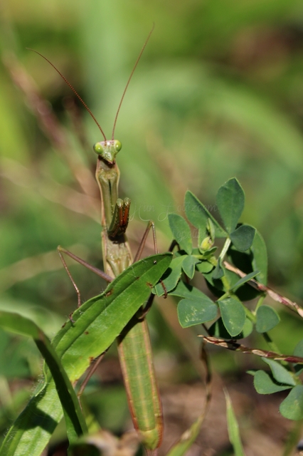 Mantis religiosa - imádkozósáska