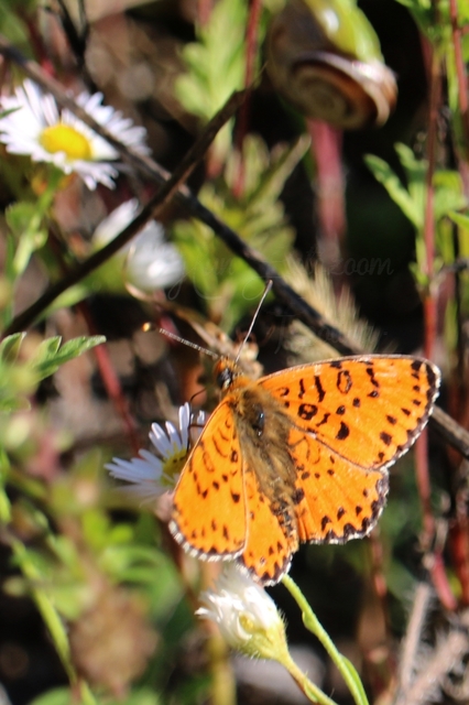 Melitaea didyma - tüzes tarkalepke