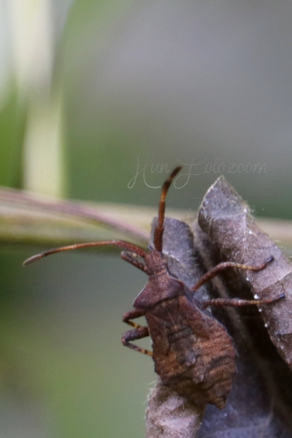 Coreus marginatus - közönséges karimáspoloska