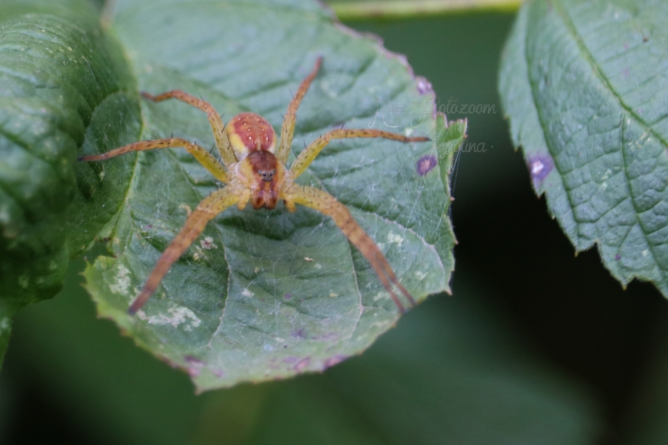 Dolomedes plantarius/fimbriatus