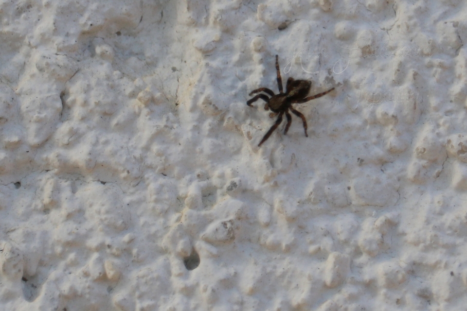 Pseudeuophrys lanigera - szobai ugrópók