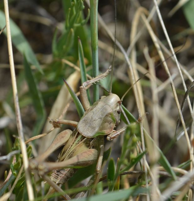 Decticus verrucivorus - szemölcsevő szöcske
