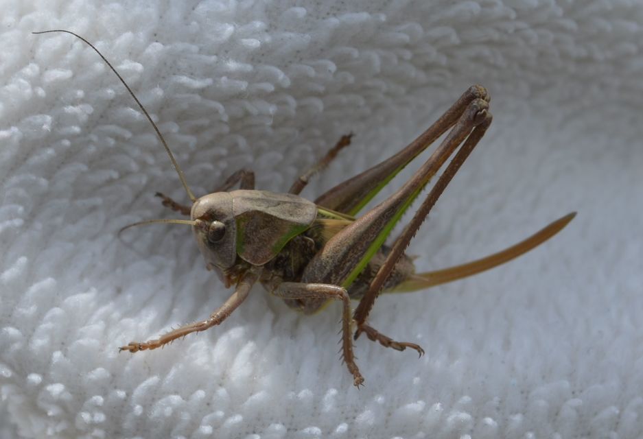 Decticus verrucivorus - szemölcsevő szöcske