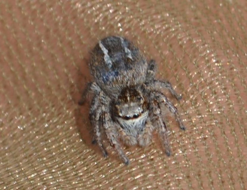 Philaeus chrysops - piros ugrópók