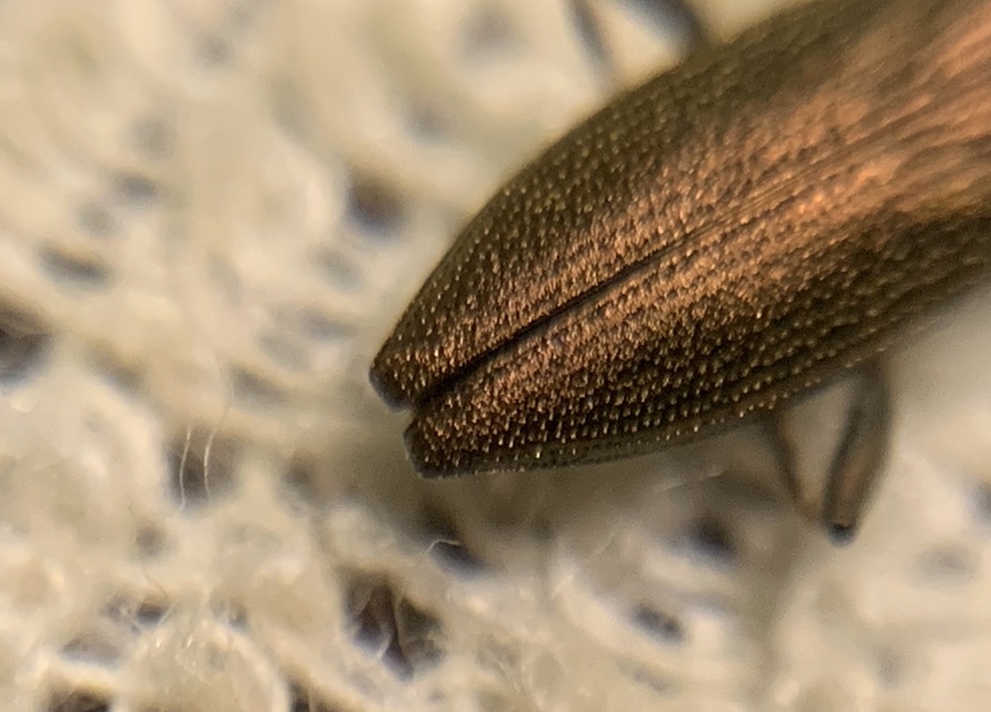 Donacia simplex
