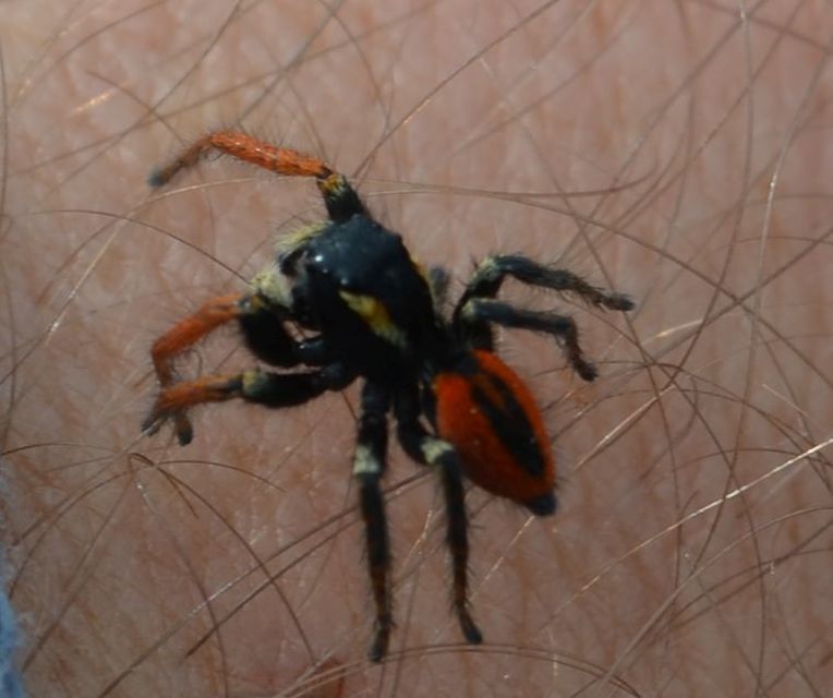 Philaeus chrysops - piros ugrópók