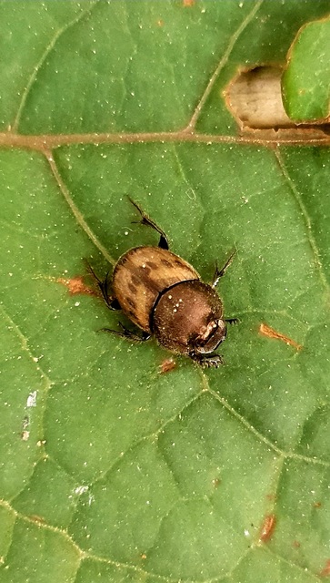 Onthophagus lemur - szalagos trágyatúró