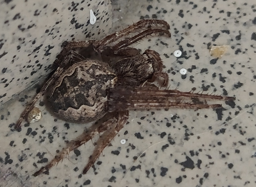 Larinioides ixobolus - ereszalji keresztespók