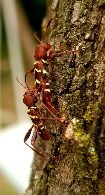 Neoclytus acuminatus - amerikai darázscincér
