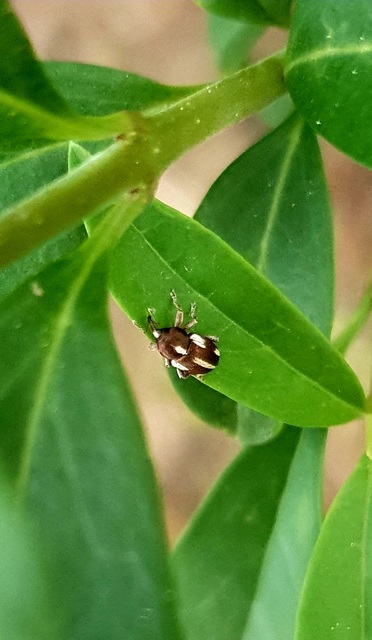 Tychius quinquepunctatus - borsó-tímárormányos