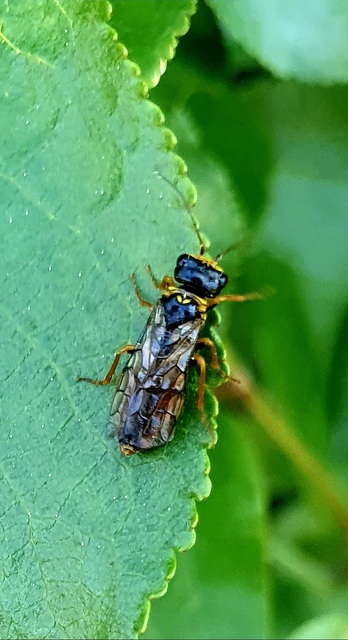 Pamphiliidae - szövődarazsak