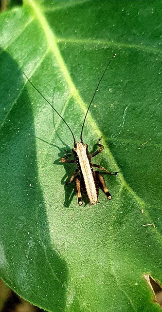 Pholidoptera griseoaptera - szürke avarszöcske