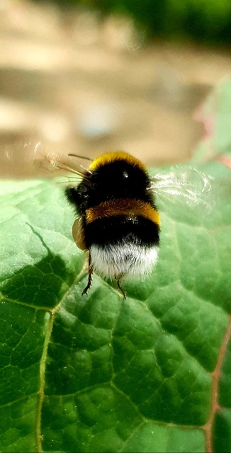 Bombus terrestris/lucorum